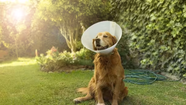 Castrar o Golden Retriever é um cuidado importante com a sua saúde
