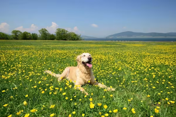 Passeios e brincadeiras com o Golden Retriever o deixam mais ativo