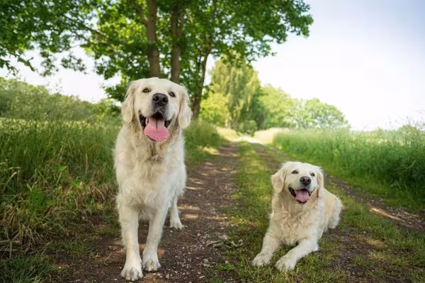 Em fotos, Golden Retriever mostra como se relaciona bem como outros animais e pessoas