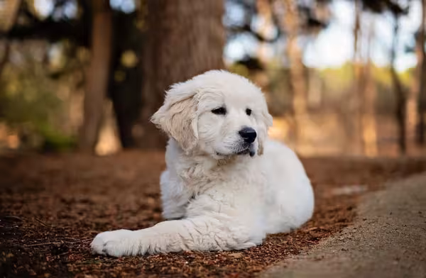 Filhote de Golden Retriever: os treinos podem começar nessa fase