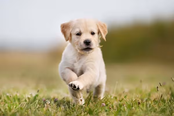 A vacinação do Golden Retriever filhote é importante antes dos passeios começarem