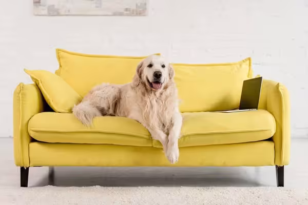 Para o Golden Retriever, qualquer espaço pode virar seu lar
