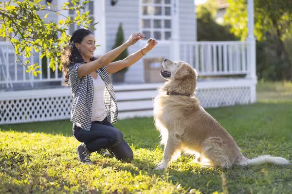Recompensar o Golden Retriever durante o adestramento é uma ótima estratégia
