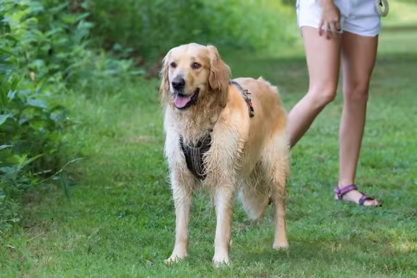 As fotos de Golden Retriever deixam qualquer pessoa fascinada pela sua alegria contagiante