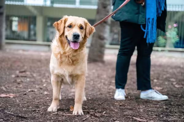 O Golden Retriever não é um cachorro que costuma puxar nos passeios