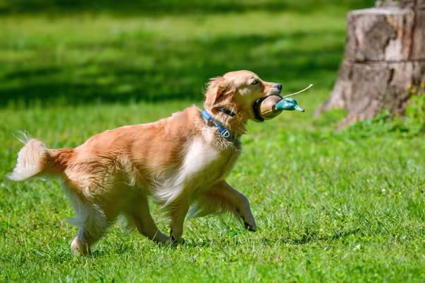 Para o Golden Retriever, um parque de cachorros é sinônimo de diversão