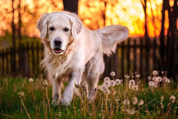 O Golden Retriever ama ter um lugar adequado para brincar e correr
