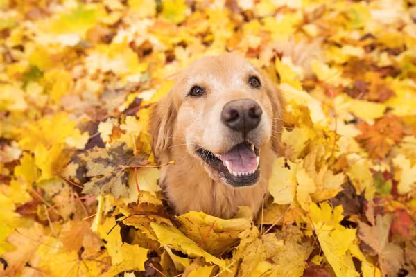 O cachorro Golden Retriever é dotado de um carisma difícil de se ver por aí­