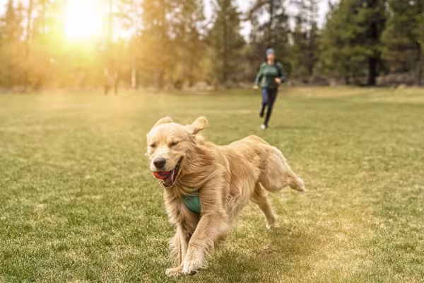 As unhas do Golden Retriever costumam se desgastar naturalmente, mas é bom ficar de olho