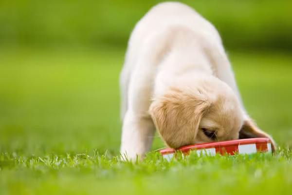 A alimentação do filhote de Golden Retriever deve ser apropriada para a faixa etária