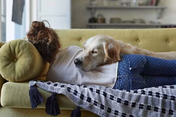 O Golden Retriever é tão companheiro que não sai do lado dos tutores