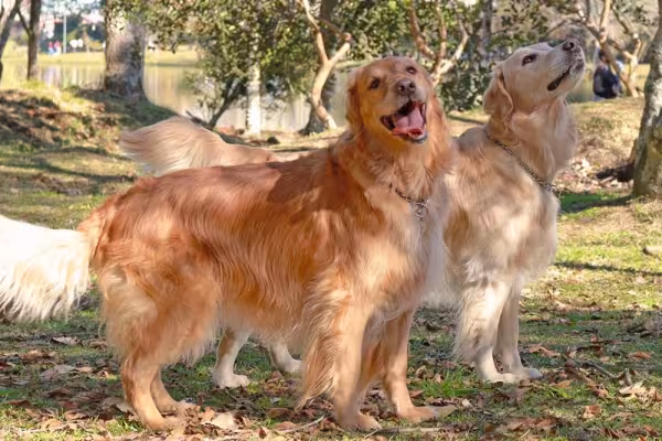 Os cães Golden Retriever têm uma convivência harmoniosa