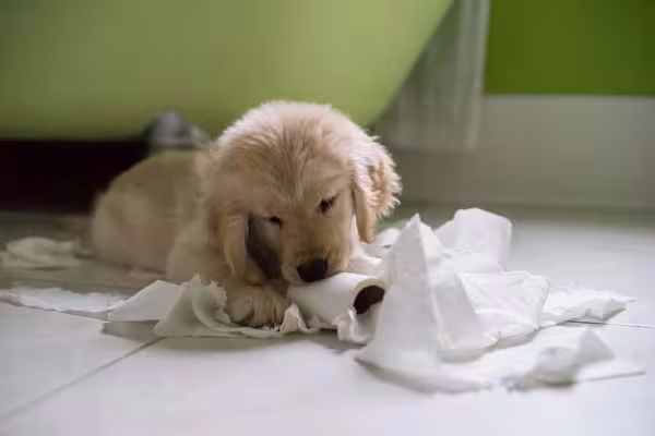 O Golden Retriever filhote deve ser ensinado logo cedo o que é certo ou errado