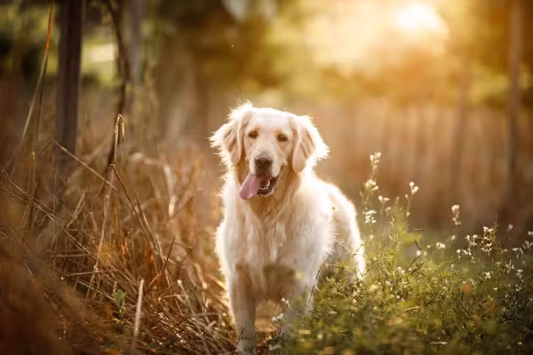 A higiene do Golden Retriever requer alguns cuidados importantes