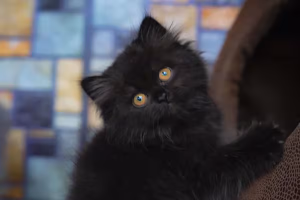 O gato Persa tem um temperamento dócil e calmo