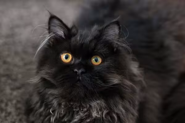 O gato Persa é aquele típico gatinho que vai te seguir pela casa