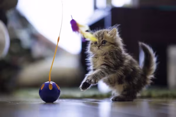 O gato Persa filhote é muito brincalhão e tem picos de atividade durante o dia