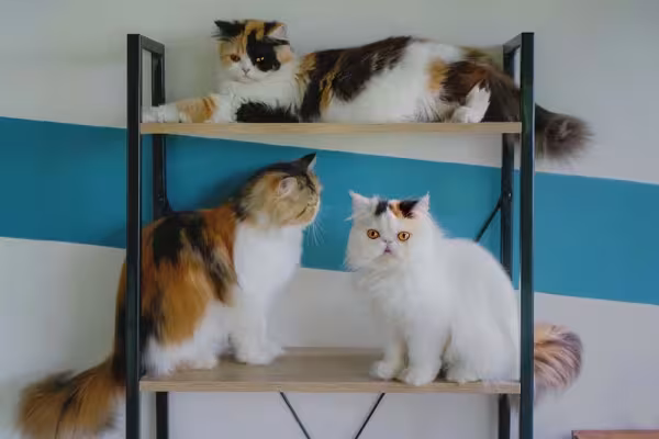 Fotos de gato Persas mostram como esses felinos têm uma convivência harmoniosa
