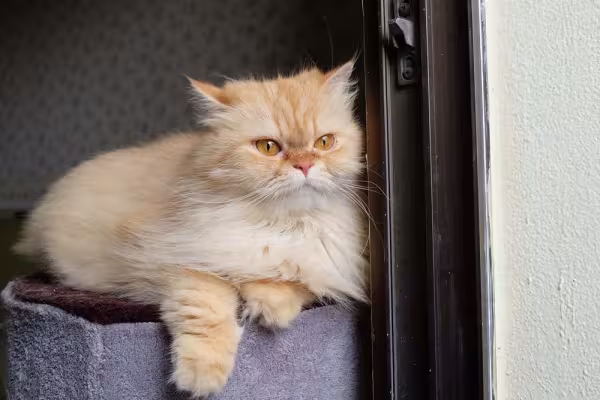 A raça de gato Persa precisa ter os dentes escovados semanalmente para evitar o tártaro