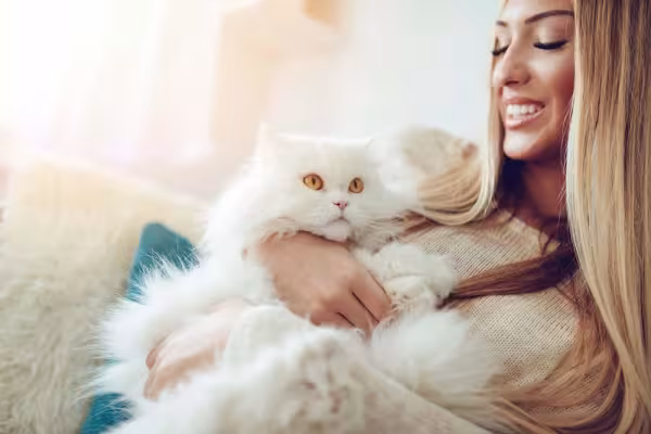 Fotos de gato Persa no colo fazem qualquer pessoa querer ter um bichano desse