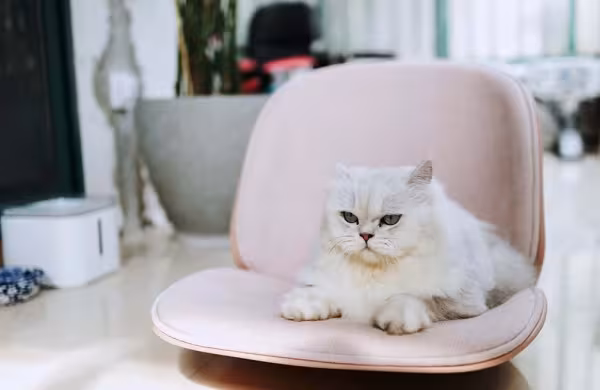Raça Persa: gato é mais acostumado a ficar em casa e não tende a fugir