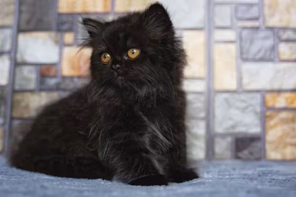 Imagens de gato Persa: se bem cuidado, o felino tende a ter uma saúde bem resistente