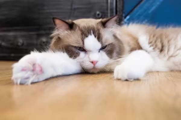 Gato Persa: preguiça é praticamente o sobrenome da raça