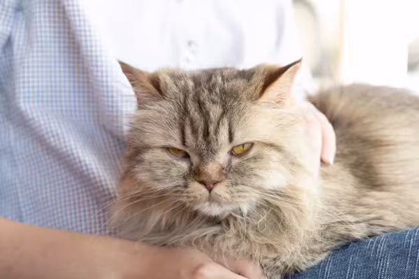 Raça Persa: gato era um dos preferidos da rainha Vitória, da Inglaterra
