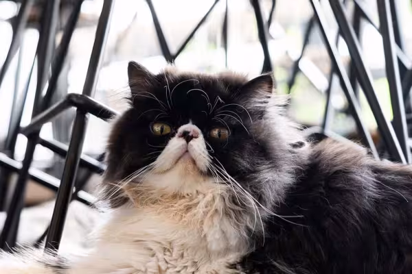 Um cuidado com gato Persa - e outros felinos - é telar as janelas e outros ambientes da casa