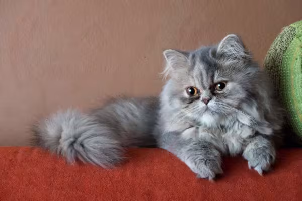 Gato Persa: raça é uma das únicas que pode precisar de banhos de vez em quando