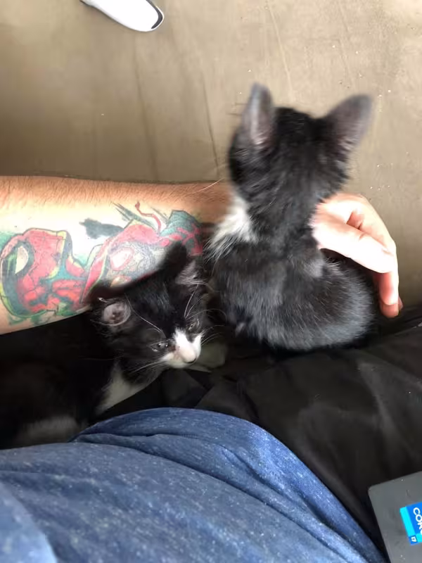 Adotar gatos irmãos permite a criação de vínculos com mais facilidade