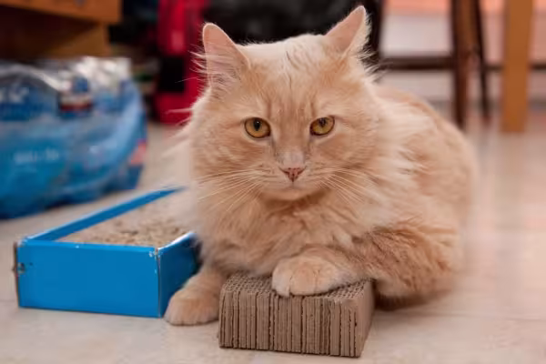 Brinquedos para gatos: que tal fazer um arranhador com caixas de papelão?