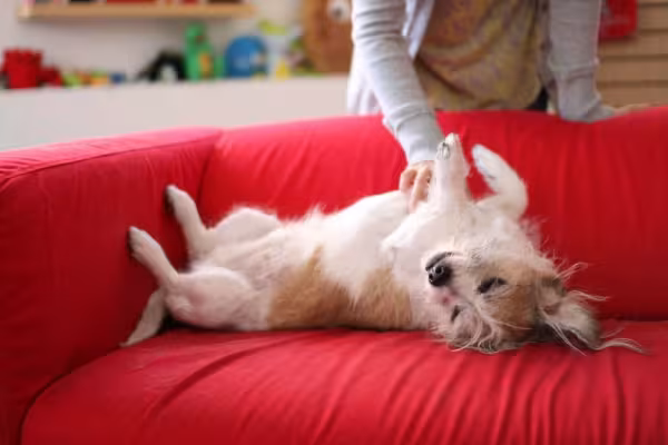 A barriguinha virada para cima é a posição oficial do carinho em cachorro!