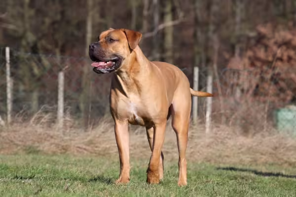 O Boerboel é muito afetuoso e carinhoso com sua família