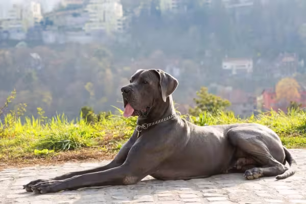 O peso do Dogue Alemão fica em torno dos 45Kg a 60Kg