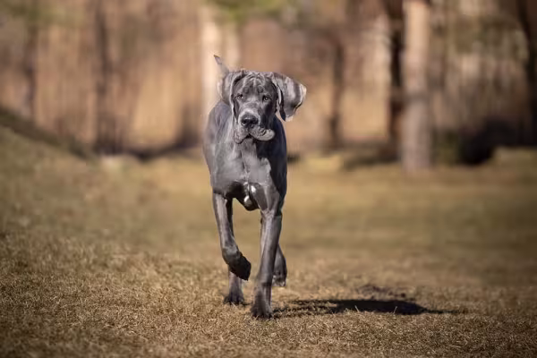 O Dogue Alemão tem uma personalidade super tranquila e divertida