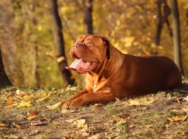 O Dogue de Bordeaux é um cão que está sempre alerta e pronto para proteger a família