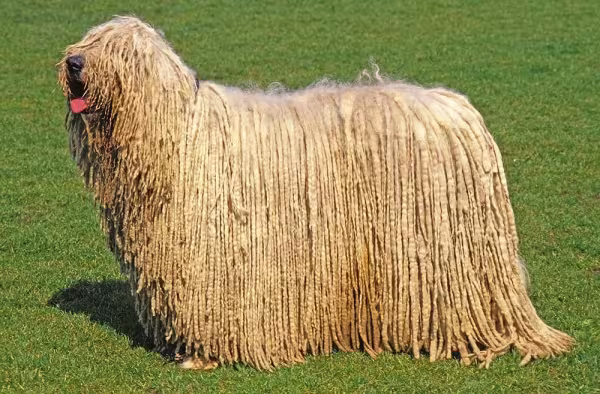 O Komondor pode medir entre 70 cm e 75 cm