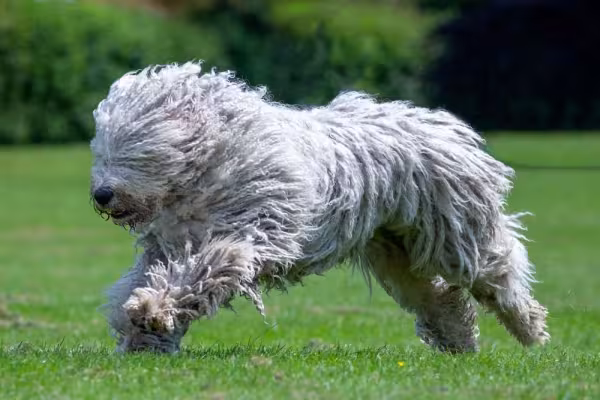 Todo Komondor é tranquilo e super leal à família