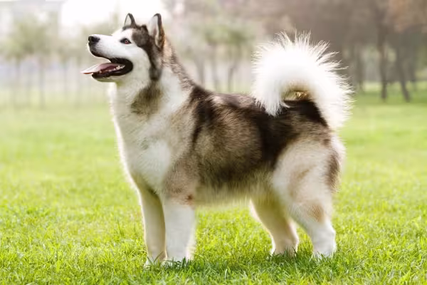 O Malamute do Alasca tem uma altura de cerca de 71 cm