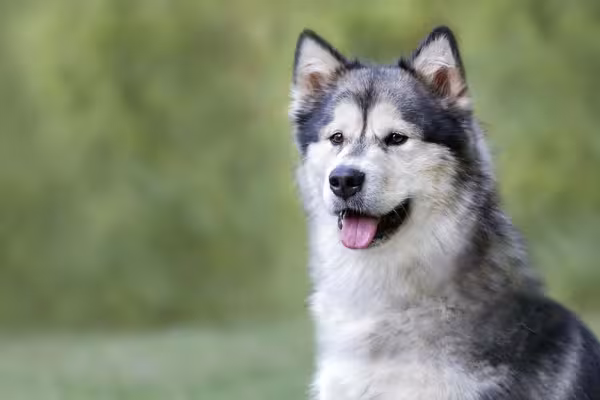 A raça Malamute do Alasca é conhecida por seu temperamento dominante