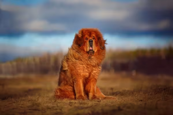 O Mastim Tibetano chega facilmente aos 80 cm de altura