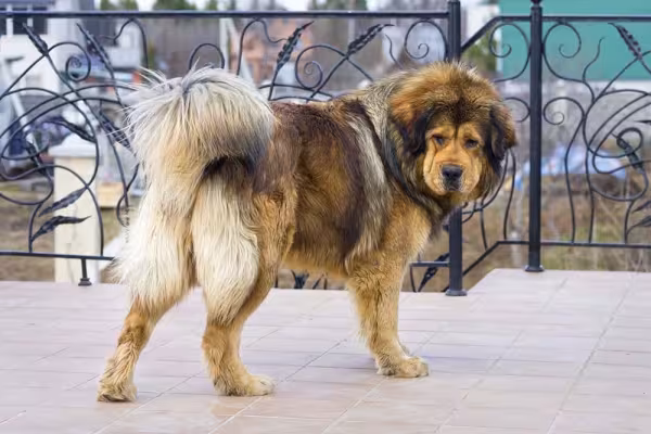 A média de peso do Mastim Tibetano é de 70 Kg