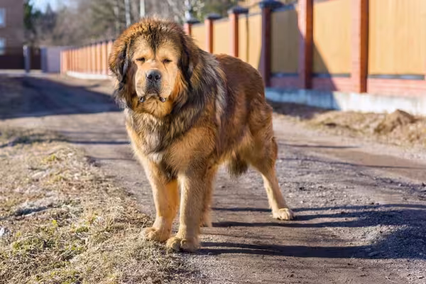 O Mastim Tibetano é considerado o cão mais caro do mundo, além de ser um dos mais raros