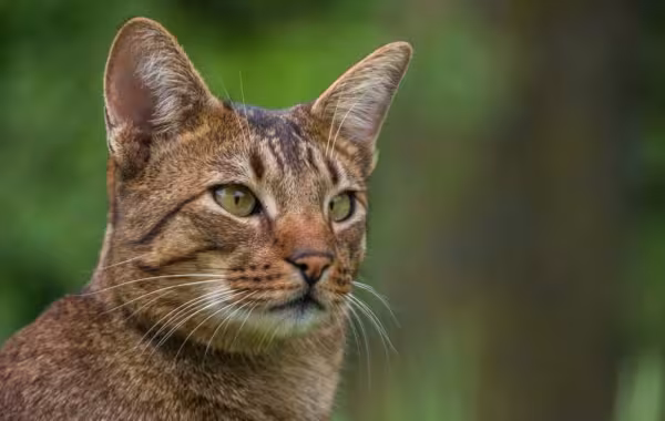 O motivo do Ashera ser tão caro é porque ele é um gato híbrido que não existe na natureza