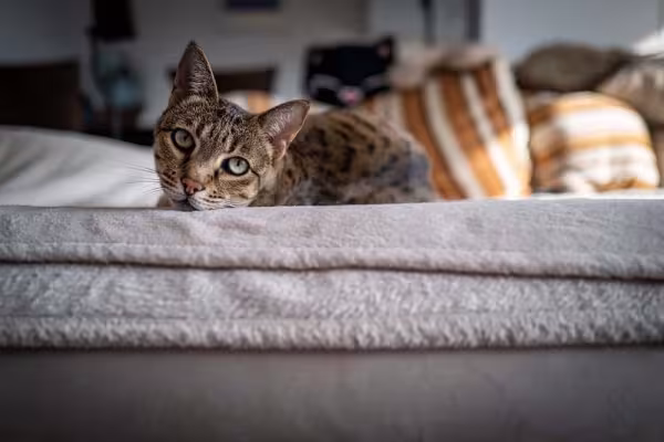 Todo gato da raça Ashera é muito ativo e está sempre pronto para brincar