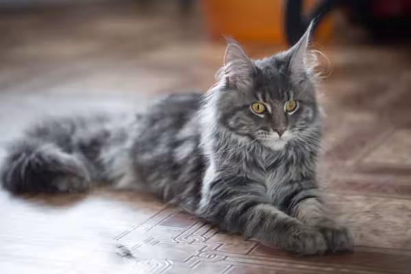 O Maine Coon que leva o título de maior gato do mundo tem 1,20 m de comprimento