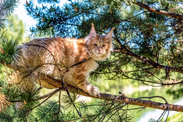 O gato Maine Coon é tão inteligente que consegue aprender comandos com facilidade