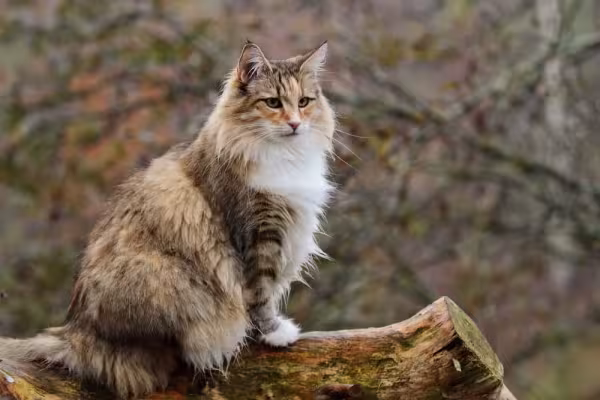 O tamanho do Norueguês da Floresta varia entre os 30 cm e 46 cm
