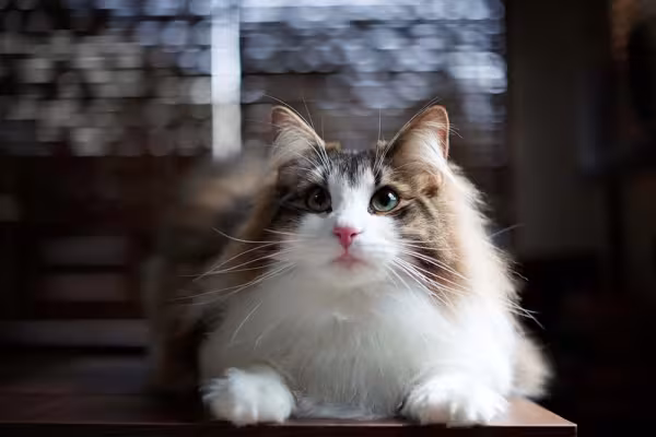 Todo gato da raça Norueguês da Floresta é comunicativo, simpático e divertido